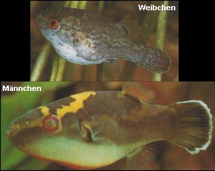 CARINOTETRAODON LORTETI :RED EYE PUFFER หรือ ปักเป้าสมพงษ์( SOMPHONGSI PUFFER)
ยาว 5 ซม. พบใน ไทย ต