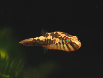 CARINOTETRAODON SALIVATOR : STRIPED RED-EYED PUFFER
ยาว 5 ซม. พบใน ซาราวัค มาเลย์เซีย
 :grin: :gri