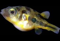 CARINOTETRAODON TRAVANCORIUS : INDIAN DWARF PUFFER
( หมายเหตุ:ข้อมูลที่ผมมีมันมีอีกชนิดคือ CARINOTE