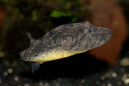 TETRAODON BAILEYI : HAIRY PUFFER
ยาว 12 ซม. พบในลุ่มแม่นำโขง