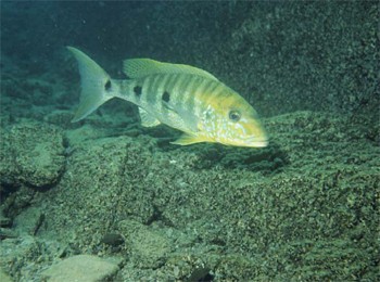 ฝากน้านกครับ ตัวนี้ถ้ามีน่าเลี้ยงครับ BOULENGEROCHROMIS MICROLEPSIS ที่แนะนำเพราะถ้าน้าหาได้แจ่มเลยค