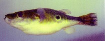 TETRAODON BARBATUS : THAI PUFFER
ยาว 13 ซม. พบตามแหล่งนำไหล ของแม่นำโขง
 :grin: :grin: :grin: :gri