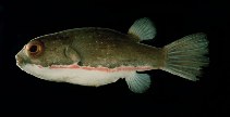 TETRAODON ERYTHROTAENIA : SAMURAI PUFFER
ยาว 8.5 ซม. พบใน ปาปัวร์นิวกินี อิโดนีเซีย
 :grin: :grin: