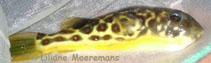 TETRAODON PUSTULATUS : CROSS RIVER PUFFER
ยาว 36 ซม. พบในAFRICA.

 :laughing: :laughing: :laughin