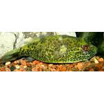 TETRAODON TURGIDUS : BROWN PUFFER
ยาว 15 ซม. พบในม.โขง
 :grin: :grin: :grin: :grin: :grin: :grin: 