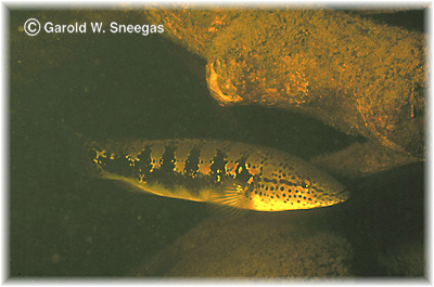 อีกหนึ่งของ AMAZON PIKE CICHLID เจ้าCRENICICHLA LENTICULATA ยาว14นิ้ว อีกหนึ่งนักล่าใน RIO NEGRO แต่