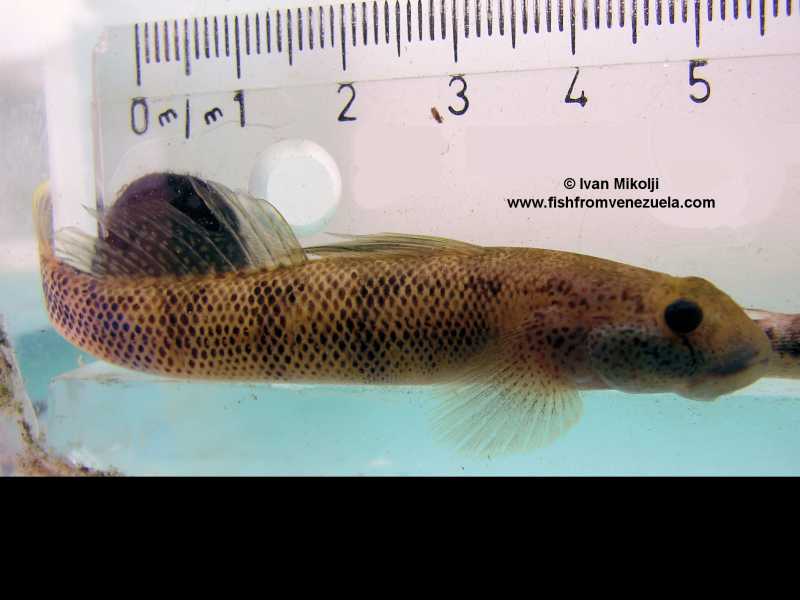 "SPOTTED ALGAE-EATING GOBY" ผมกินตะไคร่ครับ จะรับเลี้ยงผมไว้สักตัวมั๊ยครับ
 
 :laughing: :laughing