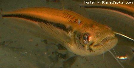 อย่างผมDRACULA SHEATFISH พอสู้กับเจ้า VAMPIRE TETRA ของ AMAZON ได้ปะ เล็กกว่า ( 45ซม.) แต่ใจปลาไทยไม