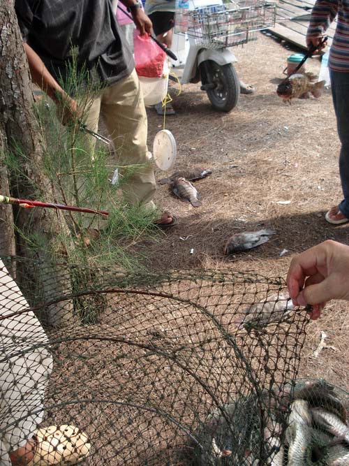 เวนกำ....... :sad:กระชังเจ้ากรรมคบหาดูใจกันมานานกว่าสามปี
อ๊ะ....เรียบร้อยดี :laughing: ค่าตัวกระชั