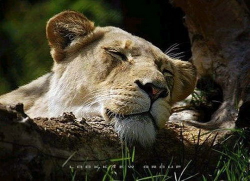  :love: :love: :cheer: :cheer: :sleeping: :sleeping:...........เริ่มง่วงแล้วครับ มาดูสัตว์เลี้ยงหลับ