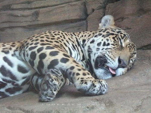  :sleeping: :sleeping:.....ง่วง.... :sleeping: :sleeping: