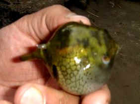 หนึ่งในปักเป้าอินเดีย " EMERALD PUFFER"
 :cheer: :cheer: :cheer: :cheer: :cheer: :cheer: :cheer: