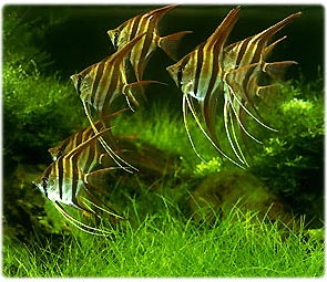 ใช่ ESOX LUCIUS(NORTHERN PIKE) หรือเปล่าครับน้า BRAVO!
 :cheer: :cheer: :cheer: :cheer: :cheer: :ch