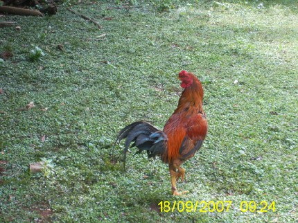  :love: :love: :love:.....ไก่ แก่ค้าบ ..... :love: :love: