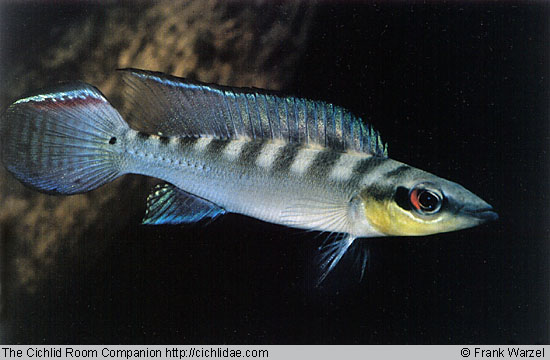 หวัดดีครับน้านก OK! ตัวนี้ CRENICICHLA REGANI นักล่ามาดเนียบแห่ง AMAZONIA
 :laughing: :laughing: :l
