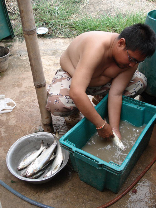 นี่ก้อพนักงานล้างปลาคนใหม่เพิ่งเข