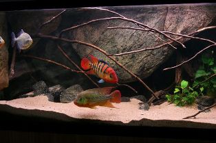 ตัวนี้สีเหมือนเหยื่อ Rapala มากเลย :smile: