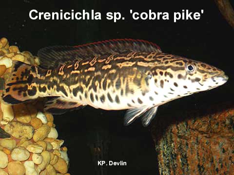 อย่าเซ็งเลยน้าต้องมาพิมพ์ใหม่อีกรอบ ตัวแรกเป็นPIKE CICHLID ขอเดานะน้าไม่ "ATABAPO RED" ก็"TAPAJOS RE
