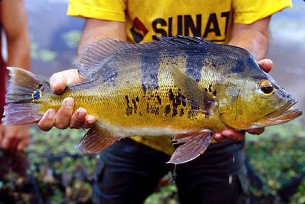 น้าPOP-POP ดูรูปPEACOCK BASS แล้ว แต่มีภาพที่น่าเอะใจบางภาพ เช่น ภาพ ASTRONOTUS นีมันตระกูล " ออสการ