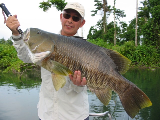 ลองชมปลาตัวเล็กๆจากปาปัวร์ที่สู้เบ็ดได้มันส์หยดจริงๆ LUTJANUS GOLDIEI (PAPUAN BLACK BASS) อ่านรายละเ