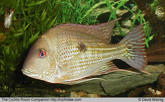SURINAM ใช่ตัวนี้ปะน้า
 :grin: :grin: :grin: :grin: :grin: