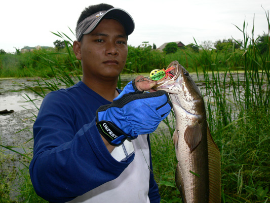 ตัวนี้ก็กินกบจิ๋วเหมือนกัน...hot :grin: