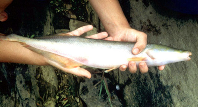 ส่วนภาพนี้เป็นไซส์เด็กๆ ของเจ้า ANGUILLOIDES. แต่พอโตปาไปเกือบเมตรครึ่งเชียวครับ
 :cool: :cool: :co