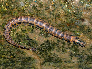 ขอเชิญชม SPOTTED EEL LOACH 8ซม. เองครับน้า
 :laughing: :laughing: :laughing: :laughing: :laughing: 