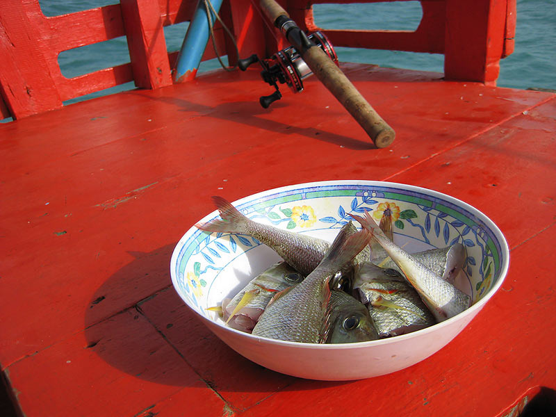 ระหว่างที่นั่งรอลุ้น ก็หันไปตกปลาเล็กมาทำกับข้าวกิน ปลาเล็กกินเหยื่อเป้นระยะเพราะโดนรัศมีจากสัตว์ใหญ