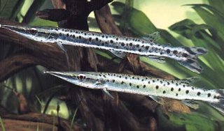 ตัวนี้ B.MACULATA 32ซม.เคยมีขายในบ้านเราประ