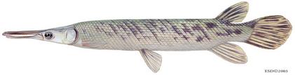 ตัวถัดมาคงหนีไม่พ้น TROPICAL GAR มีขนาดยาว