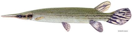 ตัวสุดท้ายย่อมต้องเป็น CUBAN GAR ตัวนี้ไ