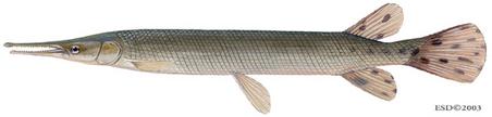 ตัวสุดท้ายก่อนชิ่งไปทำงาน SHORTNOSE GAR ยาว