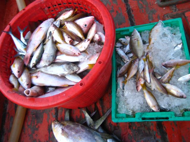 ขอบคุณสำหรับคะแนนโหวต....น้องที...your fish is in my refrigerater