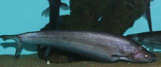 ปลาดังแดง หรือ ปลาแก้มแดง
แหล่งที่พบเห็น : แม่นำโขง
    ขนาด         : ใหญ่สุดที่พบ 80 ซม. ประมาณ 