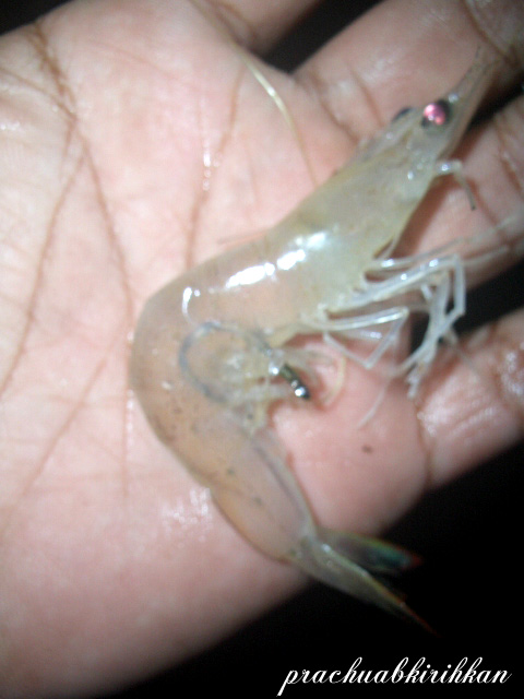 กุ้งเป็นแต่เวลาตกเกี่ยวตาย...แถวนี้นิยมเกี่ยวแบบนี้ในกรณี

คลื่นลมจัด ๆ  หวังเพียงสร้อยใหญ่.. หรือ