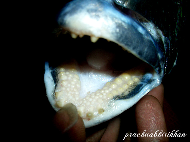 เอาฟันมันมาให้ดู....  :ohh: :ohh: