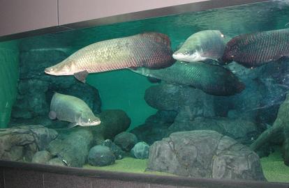 พอพูดถึง YANGTZI STURGEON แล้วคงจะอดไม่ได้ที่จะไม่พูดถึง CHINESE PADDLEFISH. อีกชนิดที่อาศัยอยู่ใน ม