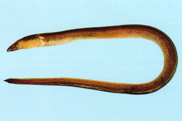 ชนิดที่2 คือ P.CANCRIVORUS หรือ LONGFIN SNAKE EEL ยาว 75ซม. ยังเป็นปลาที่มีรายงานว่าพบในกัมพูชา ถ้าจ