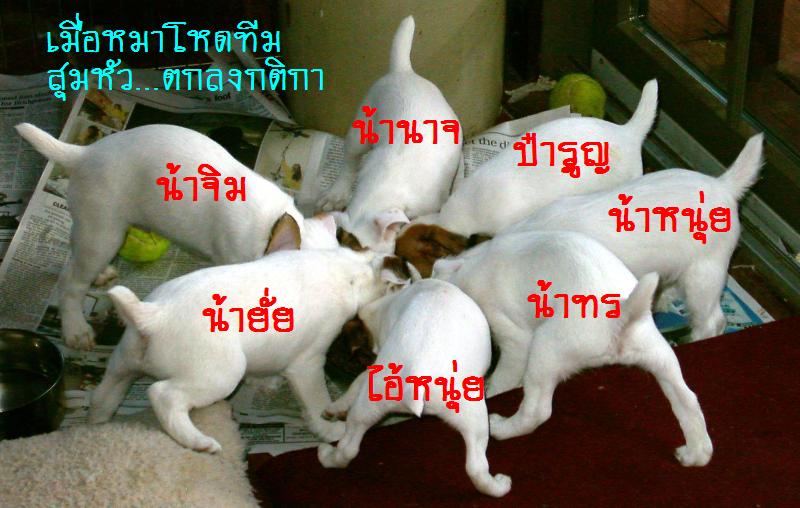 วันนี้พวกเรากำหนดให้เป็นวันเปิดหัวฤดูการใหม่สำหรับโปรแกรม หมาโหดสัญจร ซึ่งจะทำการสัญจรไปตามฟิชชิ่ง