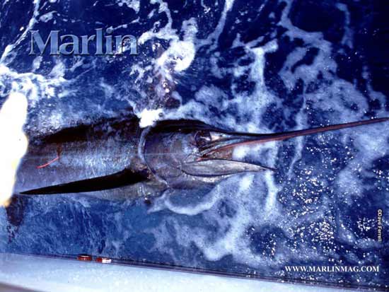 3.Don't Keep Stready Presure On The Fish คืออย่าสู้ปลาแบบโหดร้าย ไอ้ที่ว่า โหดร้ายนี้ไม่ใช้ คันแข็ง 