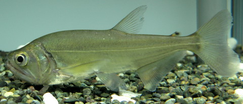 " SABRE TOOTHED TIGER FISHES " หรือ " HYDROLYCUS SPECIES ". ในปัจจุบันมีรายงานว่าพบอยู่ 4 ชนิด คือ.
