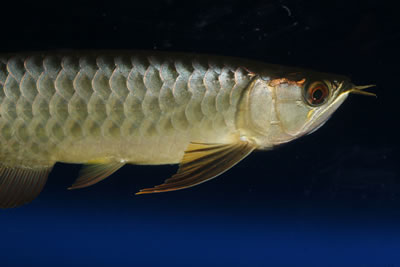 มีรายงานข่าวว่าได้มีการจับกุมผู้ลักลอบนำเข้าปลาAROWANA จากสิคโปร์ไปทางตะวันออกของกรุงลอนดอน สนนราคาต