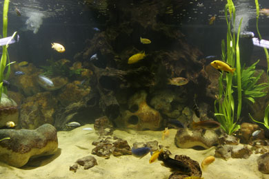 มีคนตั้งคำถามไว้มากมายว่า " AQUARIUM " จำเป็นต้องเป็นตู้ไม้นำหรือไม่? ส่วนตัวผมว่าไม่จำเป็นครับ มีอง