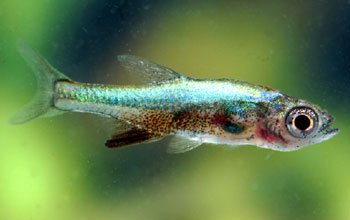 SUNDADANIO AXELRODI " BLUE "
แหล่งที่พบ  = สุมาตรา , สายน