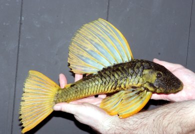 HYPOSTOMUS LUTEUS.
ถิ่นกำเนิด = ในบราซิล เช่น RIO PELOT