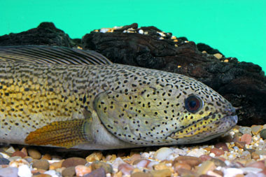 CHANNA BARCA. หรือ BARCA SNAKEHEAD. 
ถิ่นกำเนิด = จากที่ผู้เขียนท่านรายงานว่า พบเฉพาะที่ อย่างใน สุ