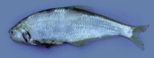 SETIPINNA MELANOCHIR.
ชื่อทั่วไป = DUSKY-HAIRFIN ANCHOVY.หรือ ปลาแมวหูดำ.
ขนาด = 33 ซม.
แหล่งที่พ