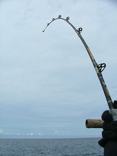 เสียงรอกจากสายลอยท้ายเรือดังลั่นเรือ คันlemax+รอกdaiwa+สาย 20 ปอนด์ไหลออกจากรอกอย่างรวดเร็วไม่มีทีท่