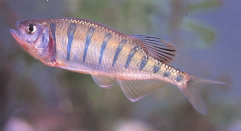 OPSARIUS PULCHELLUS.
ชื่อทั่วไป = นำหมึก., stream barilius.
ขนาด = ใกล้เคียงกันมากครับโดยเฉลี่ย 11